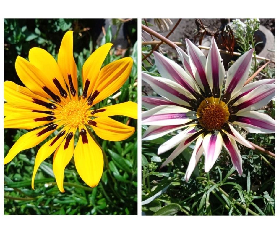 ��� ����������� ������� � ����: ������� ������ � ������� ������������ �������