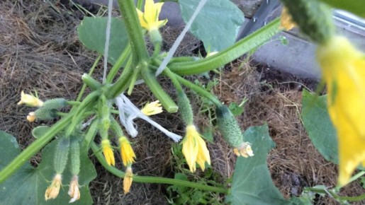 Как добиться рекордов урожая огурцов в 2026 году: простые секреты для дачников