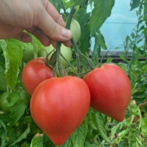 ����� ������� ������: ������������ �������� ���� � ���������� ������