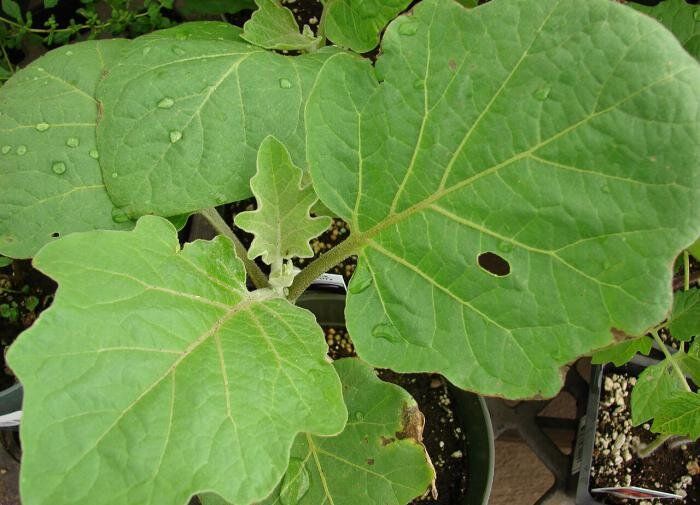 ���� �� �����������: ������� ���������� ������