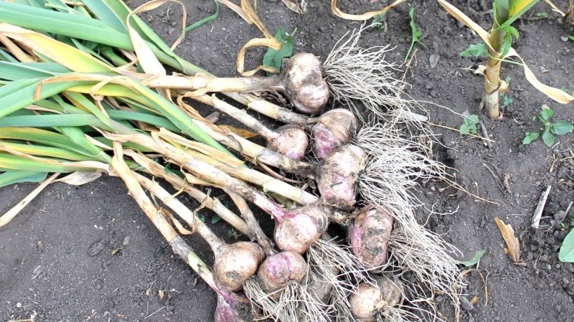 ��� �������� ����� �������: ������ �� ����������� ������ �������