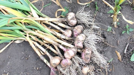 ��� �������� ����� �������: ������ �� ����������� ������ �������