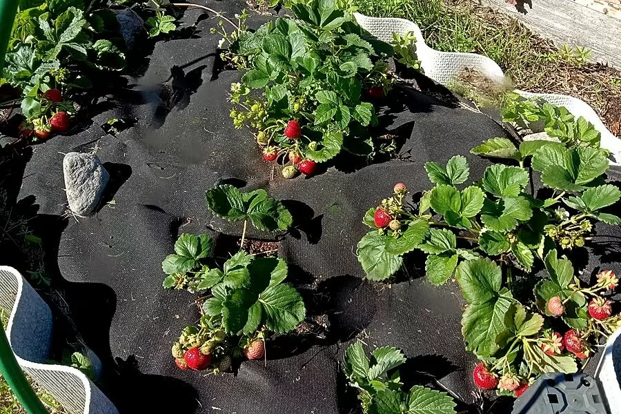 Секреты успешного размножения ремонтантной клубники: когда и как