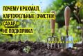 Почему картофельные очистки и сахар не спасут ваши растения: мифы и реальность
