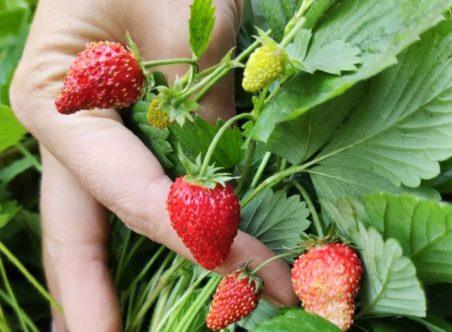 ��� ��������� �� ������������ ���������� � �������: ������� ������� ������