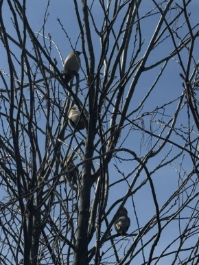 В деревню прилетели свиристели