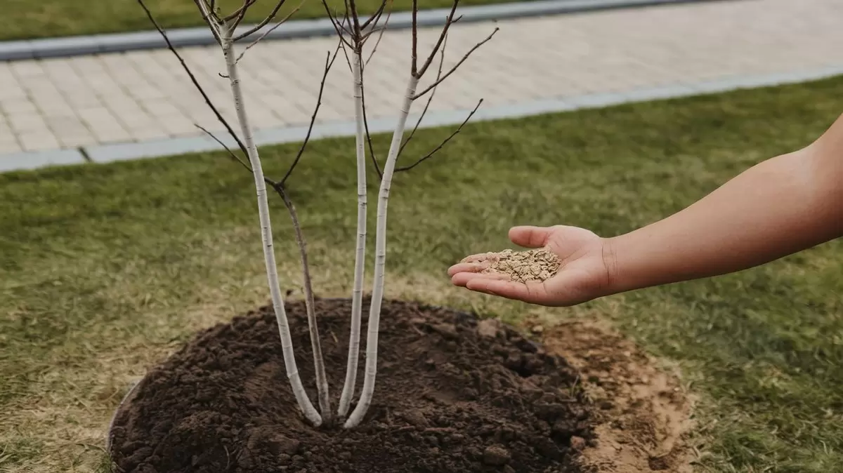 Секреты осенней подкормки яблонь: как повысить урожай без лишних затрат