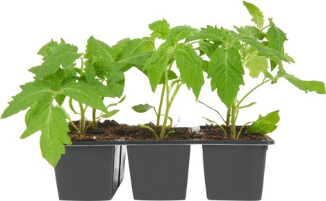 Оптимальные сроки посева томатов для теплицы и открытого грунта в апреле