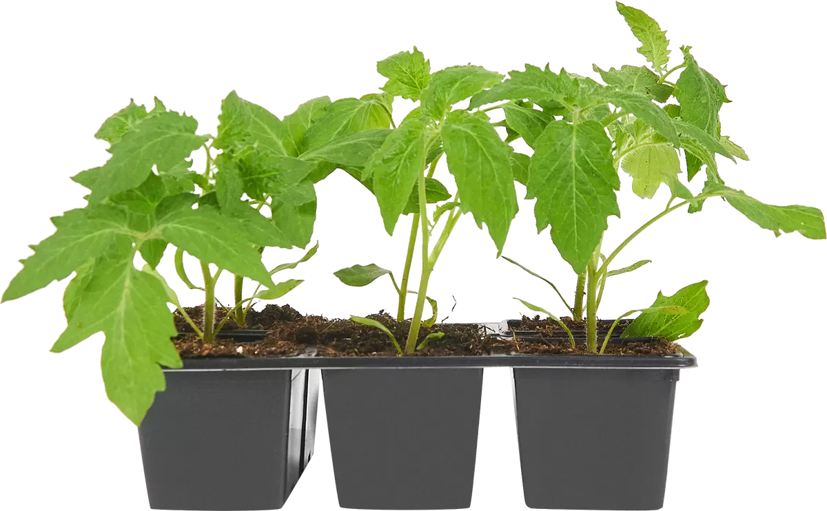 Оптимальные сроки посева томатов для теплицы и открытого грунта в апреле