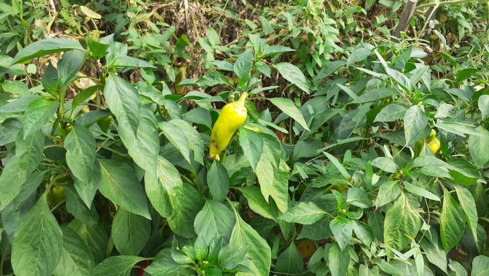 ��� ������������ ������� ������: �� ��������� �� ������������ ��������