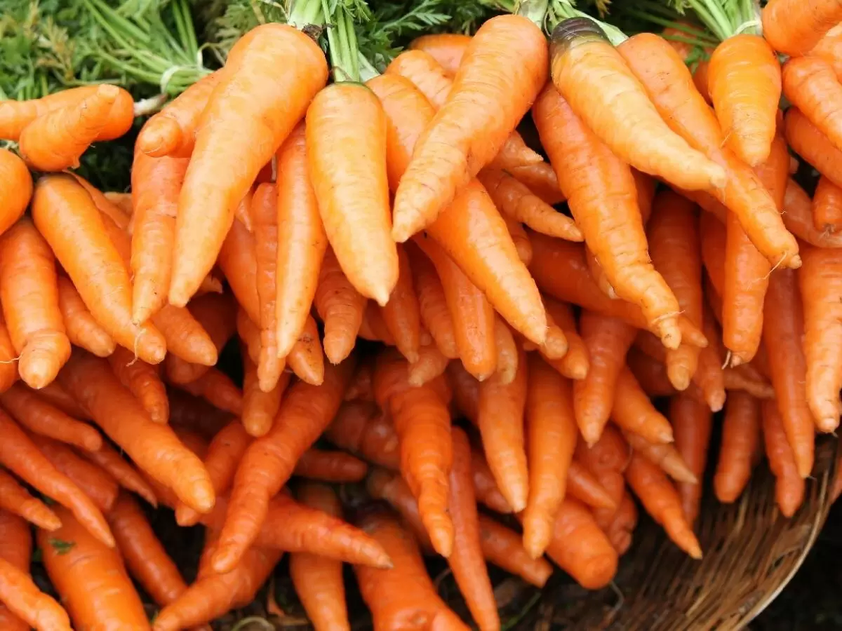 Необычные соседи: какие растения портят вкус моркови