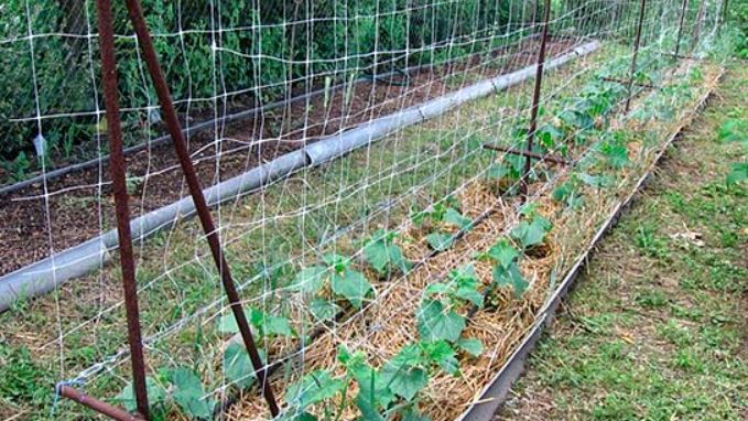 ������������ �����������: ��� ������ ����� ����� ������ ��� ������ �������