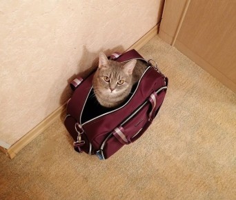 Когда коробки становятся тяжелее мебели: психология переезда