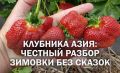 Клубника Азия: секреты выживания в суровые зимы