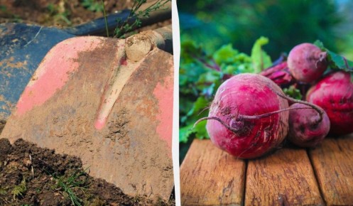 Как выбрать лучших соседей для свеклы: советы для успешного урожая