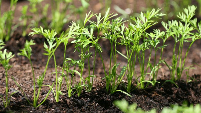 ����������� ����� ������ �������: ������� ��������� ������ ��� ������ ������