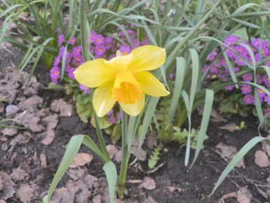 Весна на Серадзской улице. Цветущая и яркая