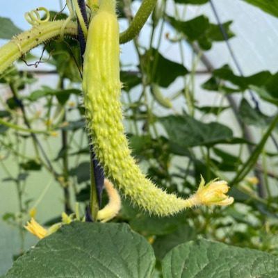 ������ ����� ��������: ����������� �������� � ������ �������