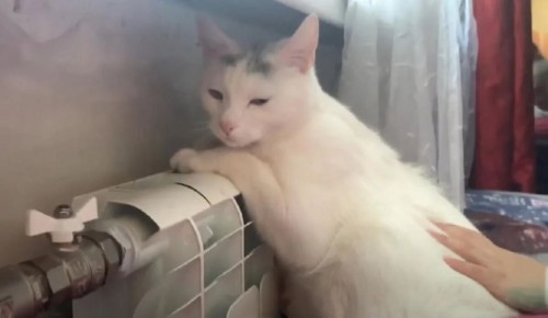 ��� ����������, ��� ��� ��� ��������� ���� �����: ������ �����������