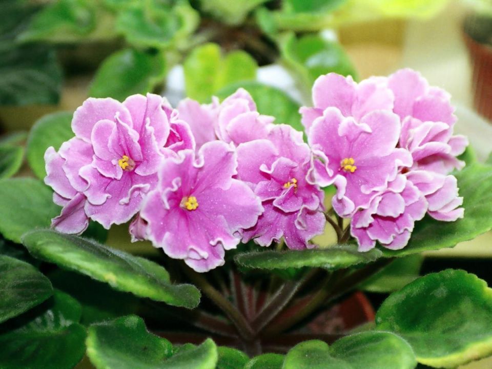 ������� ����� �� ����������: ��� ������� ��� ���������� ������� �������