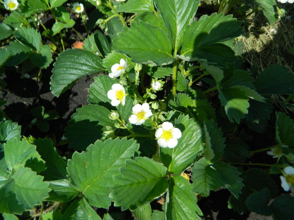 ������ ��������� �� ����������: ������ �� ������ � ����������� ������