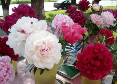 ��� ��������� �������� ����� ������: ������ � ������������