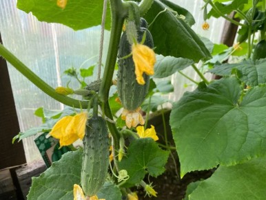 ��� �������� ����� �������: ������� ��� ��������� ������ �� �������