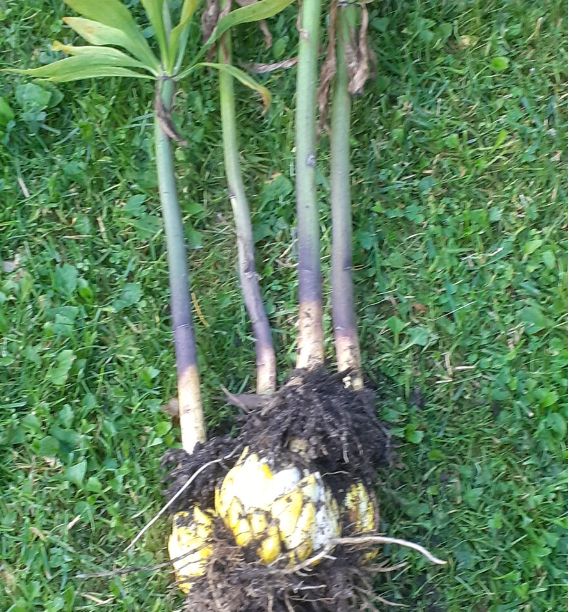 ��� ��������� ������ �����: ������� ����� �� ��������������