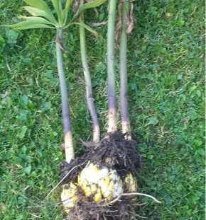 ��� ��������� ������ �����: ������� ����� �� ��������������