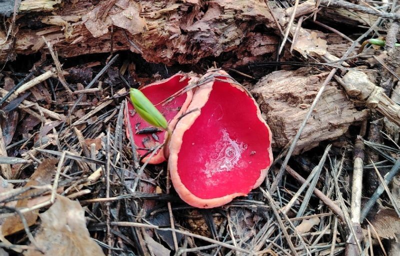 � ������ �������� ������� ����������