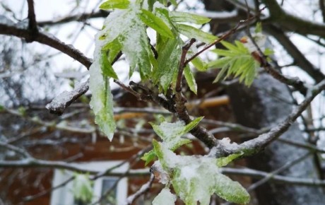 ��������������� ������ ������������ ��������� �� ������, 21 ������