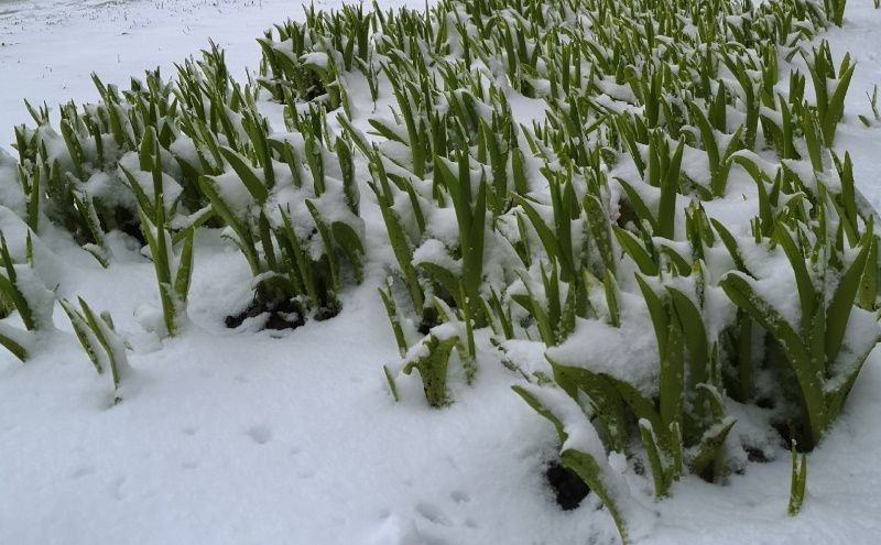 ���� ������ ��������� � ���� ������� ��������