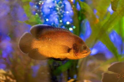 ��� ������� ����� ��������� ����� �������, �� �� ������ � ��������