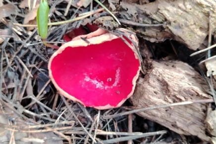 � ������������ ����� ���������� ��������� ����-������� ����������