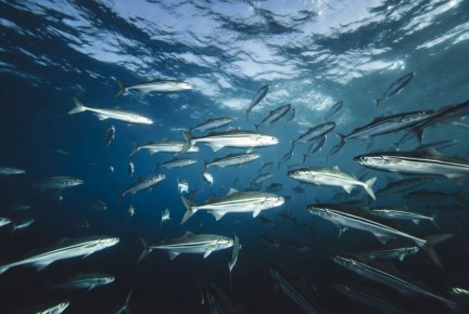 ��� ������ ����������� ����� ���� � ������������� ���� �����������