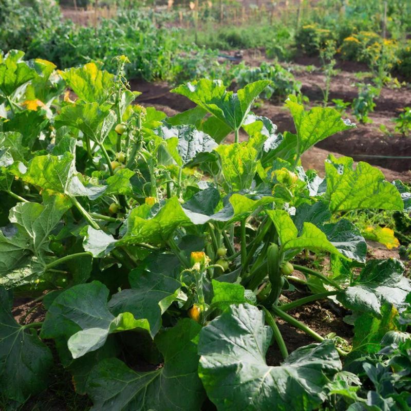 ������� ��������: ������� ��� ��������� ������