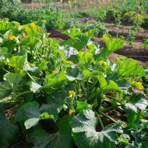 ������� ��������: ������� ��� ��������� ������