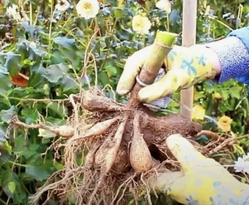 ������� ��������� �������� ���������: ��� ��������� ������� �� �����