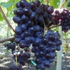 �������� ����: �������� �������� � ������ �������