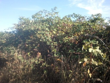 ����������� �� �������� ����