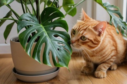 ��������: �������� ���� � ���������� ������ ���������