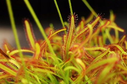 ������� �������: �������, ������������� �� ����������� �������