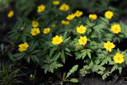 ��� �������� � �������� ��������� �������� �����������, �������������� ����������� ������� ����� ���� ������������� ����� �� 2-3 �������