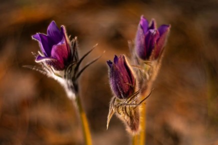 � � ���� ������������ ���-�����