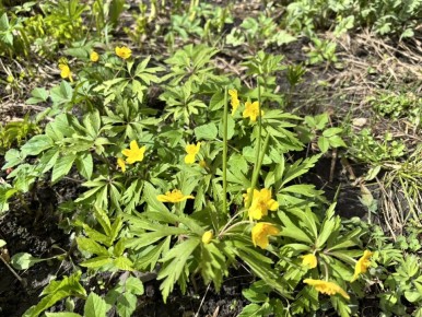 �� ���������� ���� � ������ ����������� ������ �� ����������������� � ����������� ���������� �����: