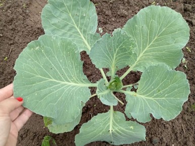 ��� ������ ������� �� ���� � ������: �������� ������ �����������