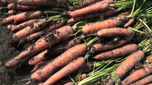 ��� �������� ���� ������ ������� �� ���������� � ��������: ������� �������� ��������