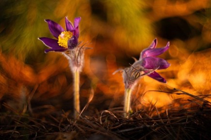 ��� ���������� ���������� � ������ �������� "���-�����"