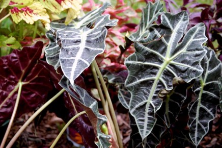 ��� ��������� ������� ����� ��� ��������: ������������ �����������