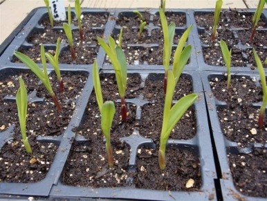 ��� ��������� ��������� ������� ��������: ������ ��� ����������